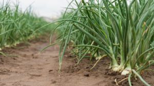 Siguen sin cambios los rendimientos y la superficie cebollera