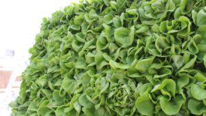 Las grandes oportunidades para la hidroponia en México