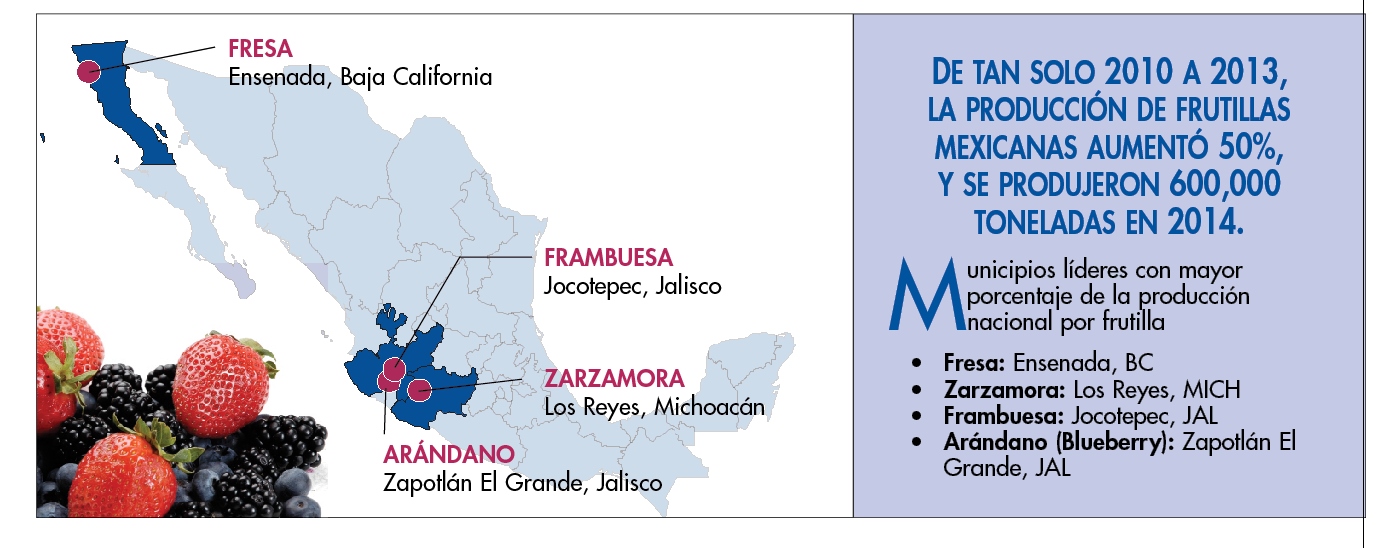 municipios-lideres-en-produccion-de-frutillas