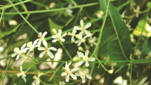 Neem: el biocontrol orgánico que no crea resistencia