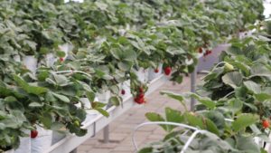 Apoyo tecnológico contribuye a mejorar la producción de frutillas