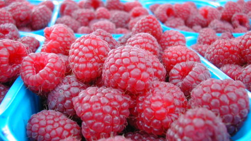 Cómo optimizar el manejo poscosecha de las frutillas