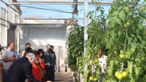 Curso Greenhouse Crop Production & Engineering Design 2017 abierto para registros
