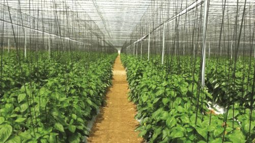 Análisis económico sobre las renovaciones en tu operación agrícola