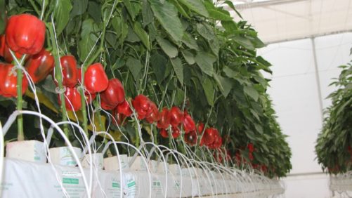 Investigaciones muestran mayor rendimiento y vigor bajo sistema controlado de riego