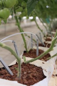 tomate-en-sustrato