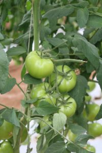 tomates-en-vid-no-maduros