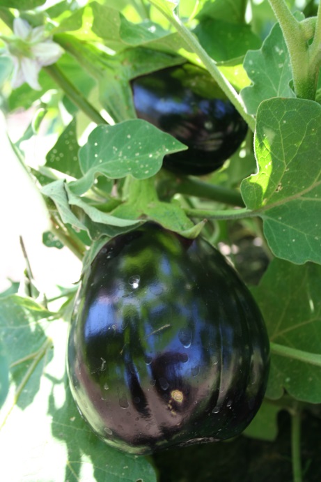 urban-farm-visits-2012-192