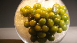 8 Innovaciones para el sector agrícola europeo 2016
