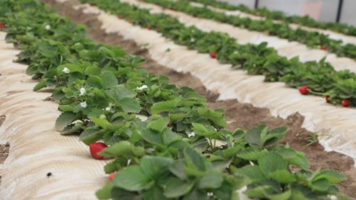 Demanda creciente de frutillas propicia incremento en exportación de Latinoamérica