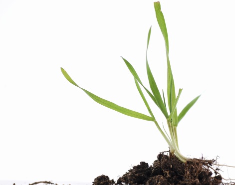 istock_000005064161_large