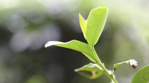 Bioplaguicida con base en árbol de té para control de hongos