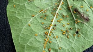 Controla los áfidos al entender cómo interactúan con las plantas