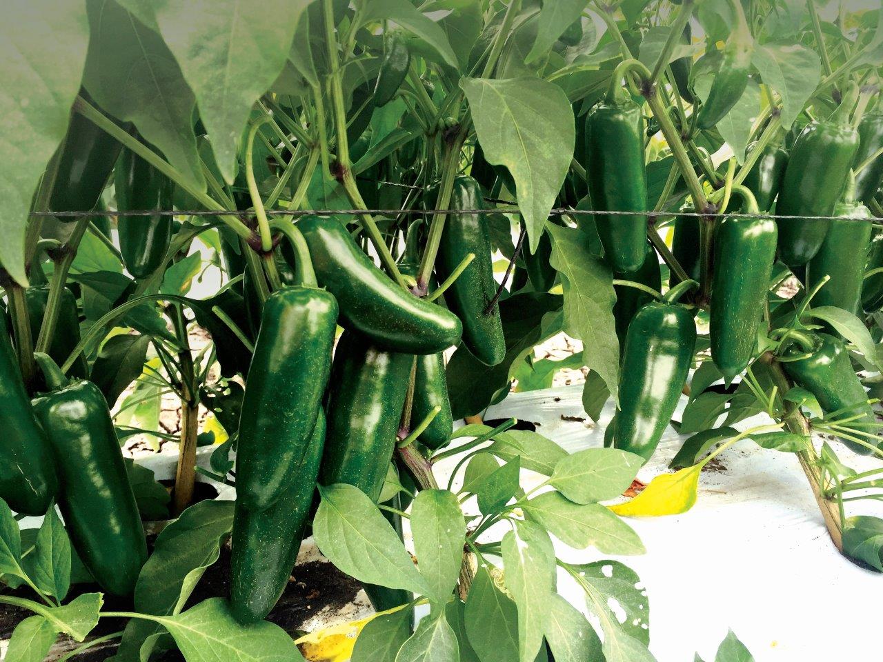 Chiles jalapeños Emperador y Fundador, de alta calidad y resistencia