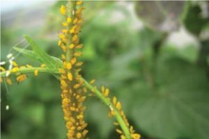 Controla los áfidos al entender cómo interactúan con las plantas