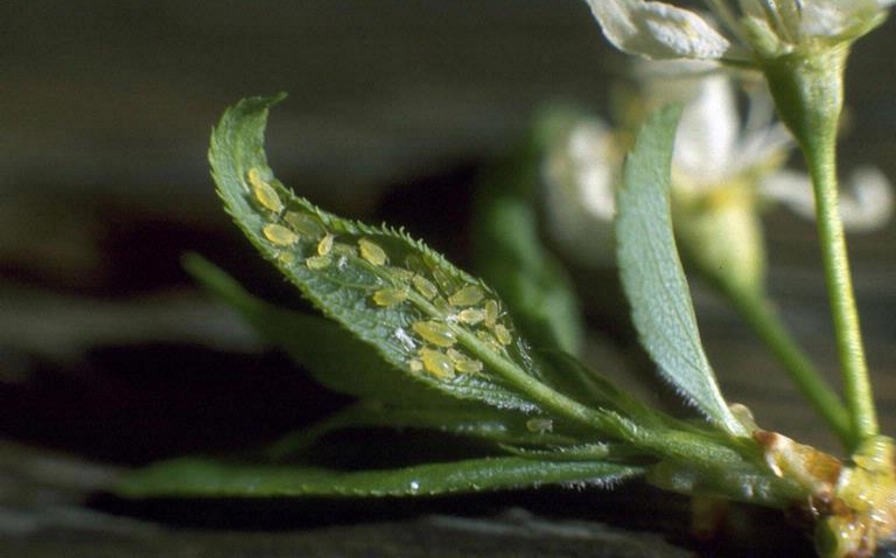 Controla los áfidos al entender cómo interactúan con las plantas
