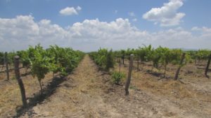 Cómo evitar que las temperaturas altas dañen las uvas