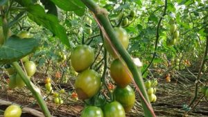 Nuevos reglamentos exigen documentación del perfil microbiológico del agua