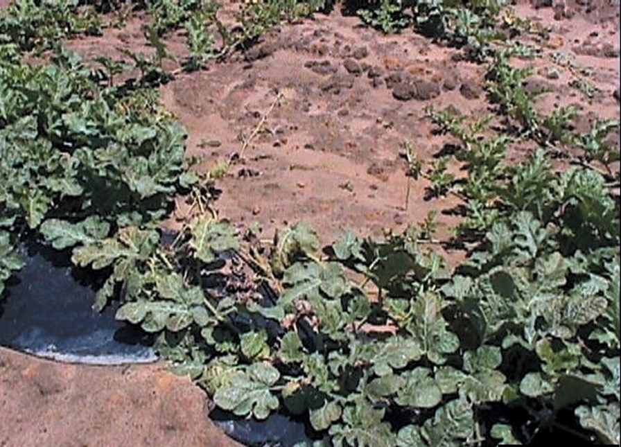 Alta fertilidad del suelo como una solución contra fusarium en el cultivo de sandía