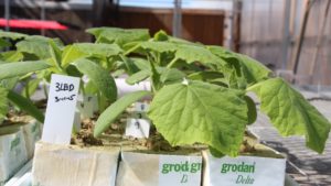 Investigación evalúa el crecimiento fomentado de plántulas de pepino