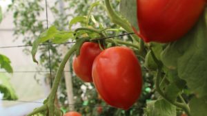 Pregunta del lector: ¿cuál es la malla adecuada para producir tomate?