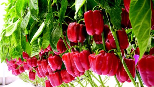 Programa de pimientos líder en México surge de alianza estratégica entre Ahern Seeds y Syngenta
