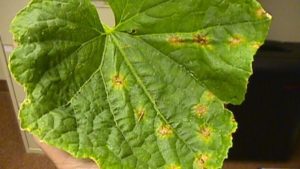 4 enfermedades que pueden provocar daños en cucurbitáceas