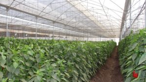 Historia de éxito en la horticultura protegida de Sonora