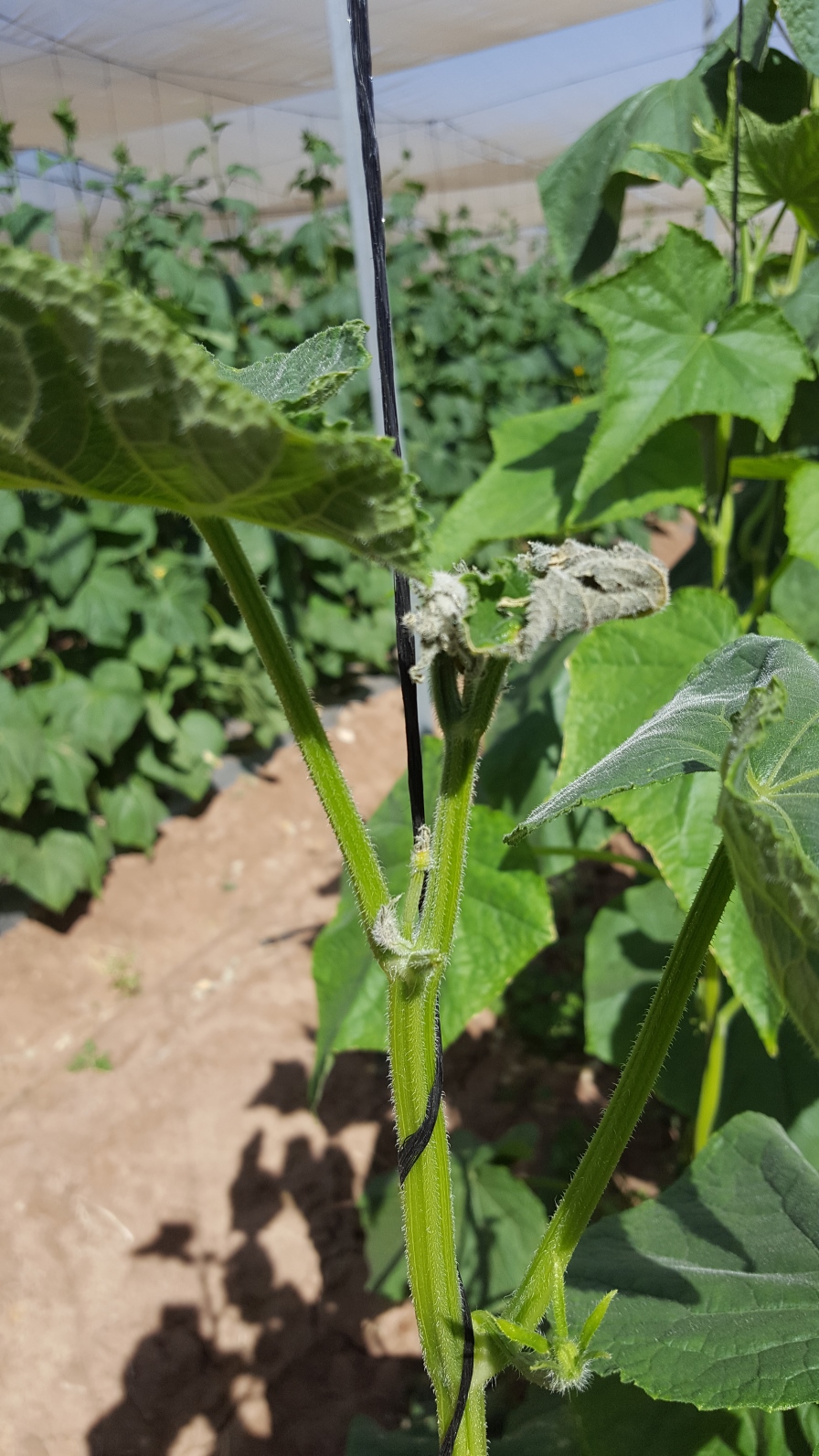 Consejos para reducir el estrés en el cultivo de pepino
