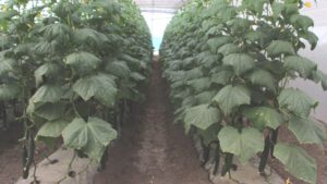 Consejos para reducir el estrés en el cultivo de pepino