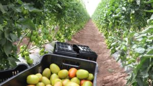 Reflexiones sobre la innovación del sector tomatero y el acuerdo antidumping