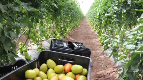 Reflexiones sobre la innovación del sector tomatero y el acuerdo antidumping