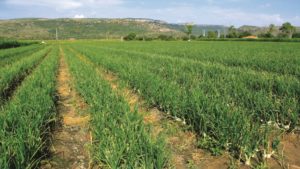 Proyectos productivos conectan a estudiantes agrónomos con la productividad del campo