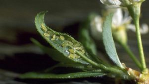 Conoce las plagas principales que afectan las cucurbitáceas