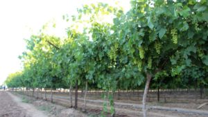 Spring Summit 2017, perspectivas de uva de mesa en Sonora