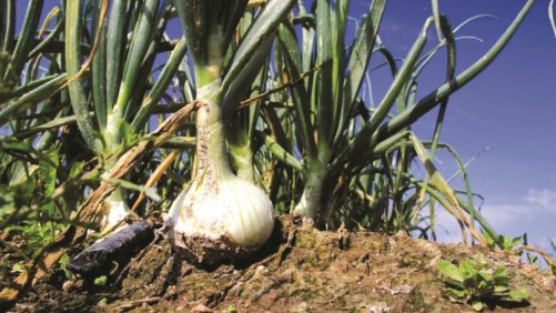 La evolución en la producción de cebolla tras 25 años