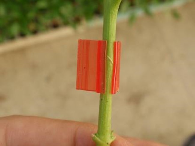 Rendimiento y calidad de 3 portainjertos injertados bajo un cultivar de pimiento
