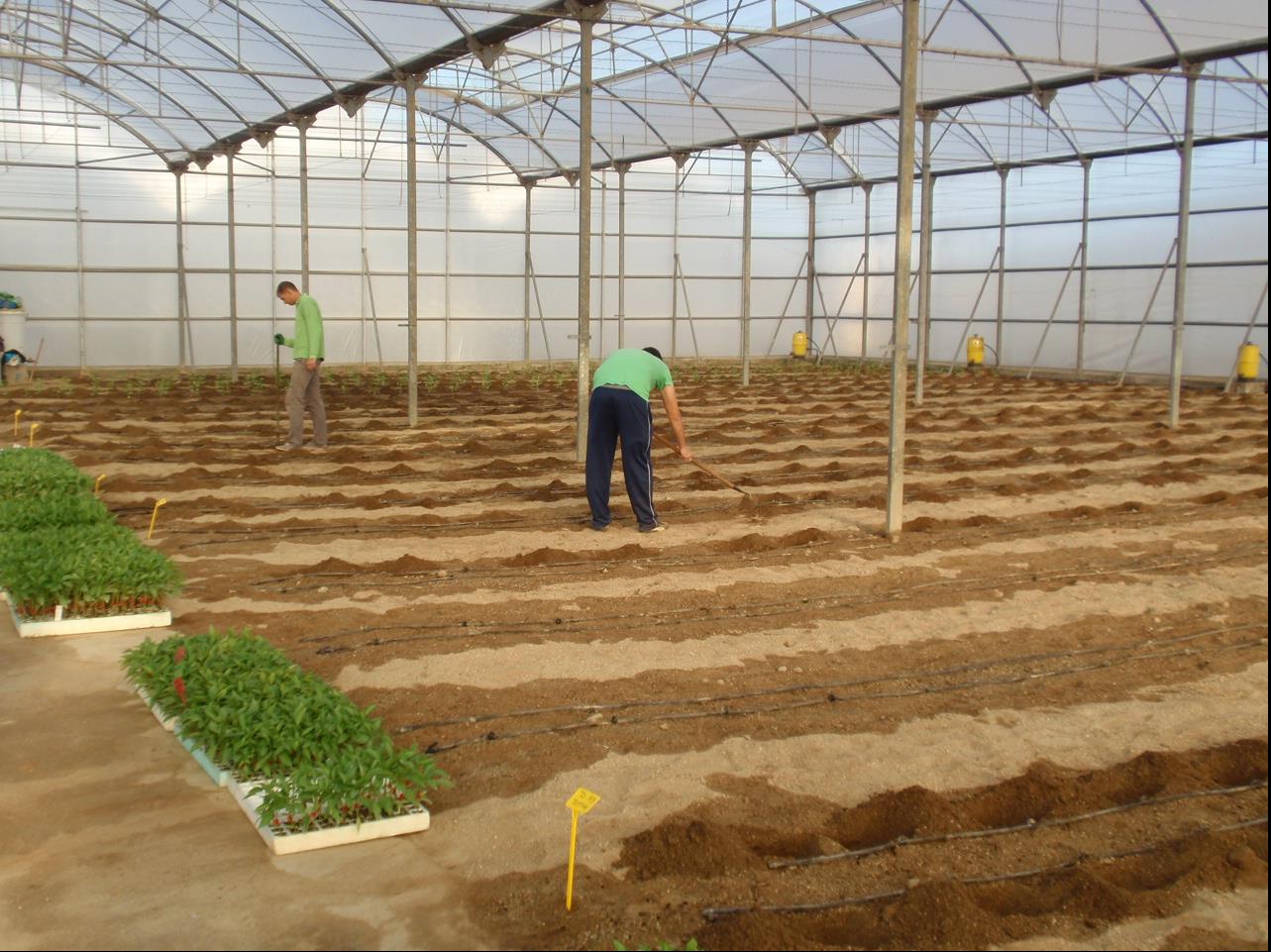 Rendimiento y calidad de 3 portainjertos injertados bajo un cultivar de pimiento