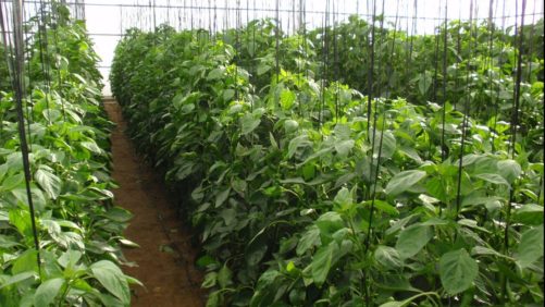 Rendimiento y calidad de 3 portainjertos injertados bajo un cultivar de pimiento