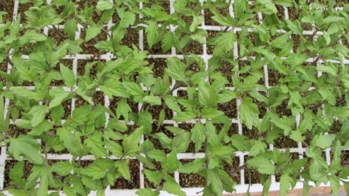 La hiperproducción agrológica con la garantía Totally Tox Free