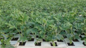 Pruebas prometedoras con planta injertada de sandía en España