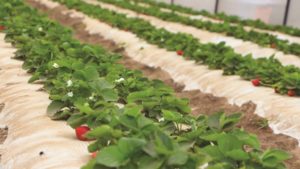 Maximiza la absorción de nutrientes en tu cultivo de fresa