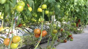 Ventajas y desventajas de 6 opciones de producción sin suelo