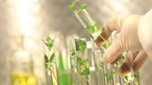 Cómo las aplicaciones de silicio contribuyen a la defensa de la planta