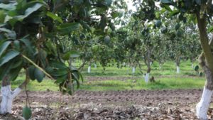 Las 7 frutas con mayor valor de exportación a EUA