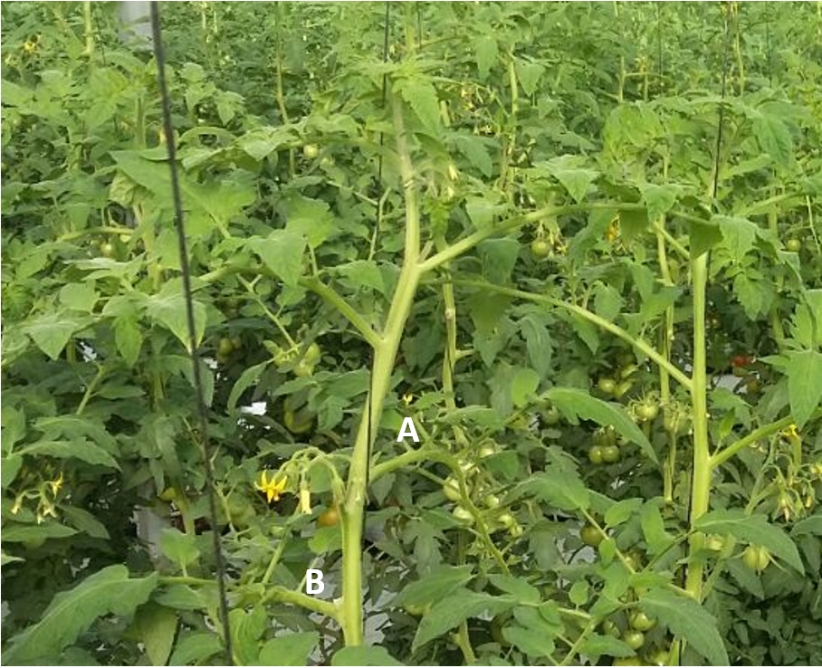 Monitoreo de la nutrición de la planta de tomate mediante sensores portátiles