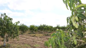 Taller de conferencias y día de campo de la asociación de productores de mango