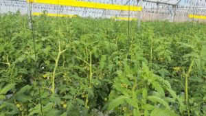 Monitoreo de la nutrición de la planta de tomate mediante sensores portátiles