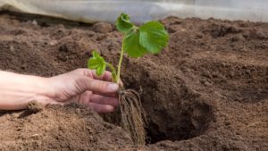 Presentación virtual detalla los riesgos de la bioacumulación de metales pesados