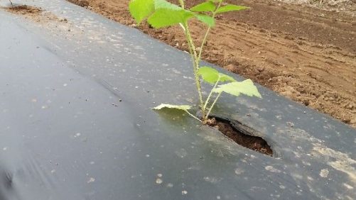 Produce frambuesa con acolchado plástico biodegradable